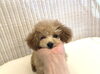 ちゅーりっぷちゃん　╰(*´︶`*)╯♡「family募集　(*´꒳`*)」