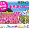 【東京ドイツ村】鮮やかな「ジギタリス」「金魚草」が見頃です