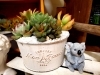 「多肉の寄せ植えおすすめです✩.*˚」