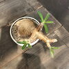 上から「パキポディウム　グラキリス　塊根植物　あります。」