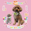 「Dog salon mofu mofu　余市町」
