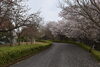 桜「舞鶴引揚記念館　桜情報」