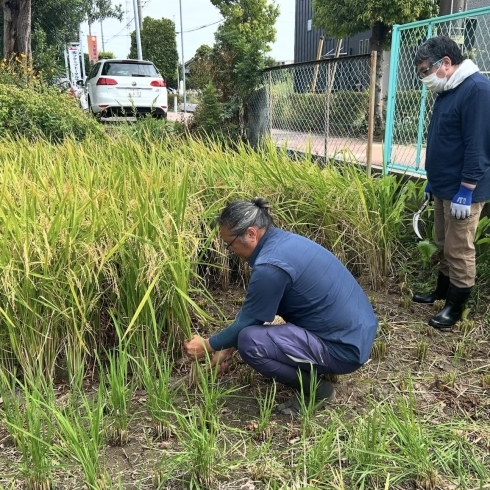 「肥留間農園さんで稲刈り🌾してきました！」