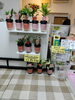 「【泉佐野市、貝塚市、熊取町、 日根野】でお住まいの方で母の日にミニ観葉植物を贈りたい方にオススメの花屋りっちゅ情報」