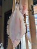 「📣本日のお魚情報🐟 」