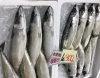「魚魚市場鮮魚コーナーおすすめは「コウイカ・ゴマサバ」です♪」
