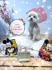 看板犬セシル　カット「🐶ダックスフンド、トリミングのお友達🌸」