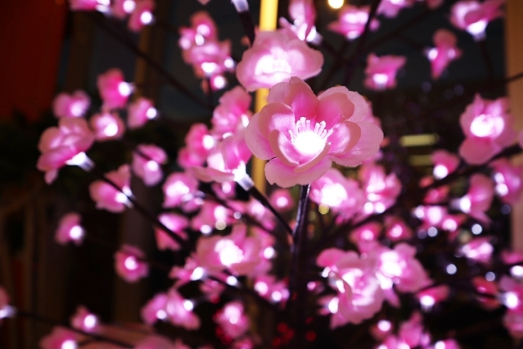今年新登場の桜の立木イルミネーション♪「春イルミネーション点灯中～♪」