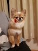 ポッコちゃん「わんこのフォトコンテスト&予約状況」