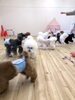 わちゃわちゃ　笑「ましゅまろ幼稚園」