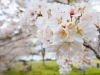 芝生広場周辺の桜