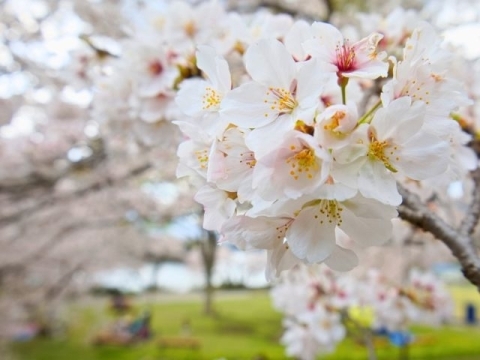 芝生広場周辺の桜