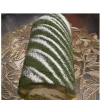 抹茶