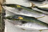 「魚魚市場鮮魚コーナーおすすめは「ソデイカ」です♪」