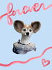「Dog salon mofu mofu　余市町」