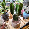 大雲閣「暖かくなってきたので植物を育てよう！802PLANTS SHOP　八王子 お部屋のインテリアに　インテリアグリーン　さぼてん　アガベ　塊根　おしゃれな植物　そろってます　鉢　もあります。　珍奇植物　」