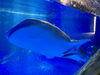 のとじま水族館「日本海側最大規模の水族館のとじま水族館を訪問/水槽レンタルとメンテナンスのアクアデザインブルース/震災復興/」