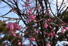公園内の桜がさきはじめました「舞鶴引揚記念館　「桜情報」」