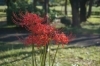 赤色が鮮やかな彼岸花