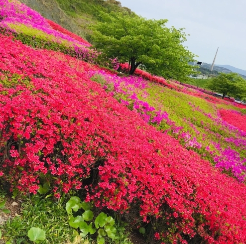 「西海物産館おすすめ商品は、梅ヶ枝酒造の「GIN〜よきつき〜令月」です♪( ´θ｀)」