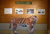 トラが皆さんをお出迎え！「干支展「ネコ科の世界へ"トラ"ベラー✈」」