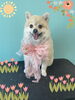 「Dog salon mofu mofu 余市町」