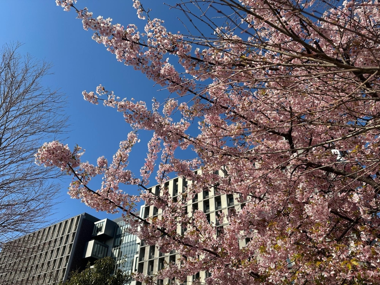 そろそろ見納め!葛飾区で見れるカワヅザクラ(河津桜)※2024年3月14日 そろそろ見納め!葛飾区で見れるカワヅザクラ(河津桜)※2024年3月14日