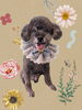 「Dog salon mofu mofu　余市町」