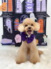 桃ちゃん　元気いっぱい可愛いハイシニアさん♡「Happy Halloween 2026🎃」