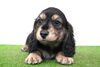 「ミニチュアダックス子犬情報」