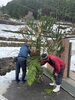 山へ採りに行ってくださった大きなうらじろを付けて「立派な門松を地域の方が作ってくださいました。入居者さまもびっくりされると思います。」