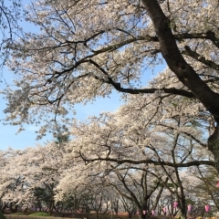 加古川のお花見（桜）特集♪
