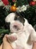 シーズー子犬「ミニチュアシュナウザー＆シーズー子犬」