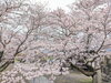 「【西条市 丹原町久妙寺】久妙寺の桜が満開です！」