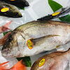 「魚魚市場鮮魚コーナーおすすめは「イサキ・タチウオ」です♪」