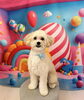 MIX犬のるるくん🩵「✂️トリミング🐶」