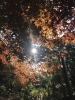 「都筑区の緑道の紅葉たち」
