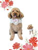 「Dog salon mofu mofu　余市町」