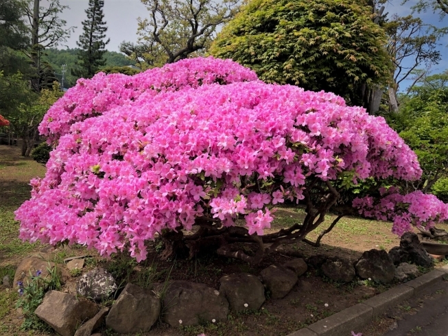 「彩りが鮮やかに」