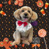 「Dog salon mofu mofu　余市町」