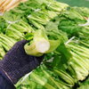 「「芭蕉菜」の出荷が今週増えています！！」
