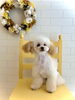 頑張ったよ〜「ファースト・トリミング🐶」