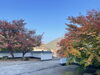 新見美術館「新見市の紅葉特集2023で、紅葉さがし」