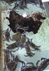 「魚魚市場鮮魚コーナーおすすめは「レンコダイ・シマアジ」です♪」