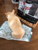 定位置…(^з^)-☆「寒さに負けるな！٩(^‿^)۶」