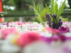 うちに花壇からラベンダーも連れてきました。「第4回花手水がはじまりました」