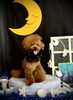 綺羅くん「お月さまとわんこ🌛」