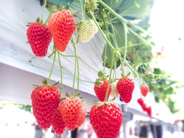 やまなしフルーツの店 果物狩り特集 甲府周辺のおすすめのお店まとめ まいぷれ 甲府市 昭和町 やまなしフルーツの店 果物狩り特集 甲府周辺のおすすめのお店まとめ まいぷれ 甲府市 昭和町