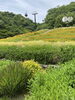 「【神戸】ハーブ園🌿」