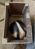 丸まって眠る「最近のペロ君の様子は・・・」